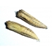 Festoon Zerynthia polyxena pupae 